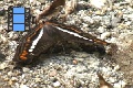 Scene 093_Adelpha alala on ground